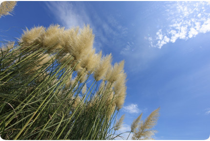 Amerikanisches Pampasgras